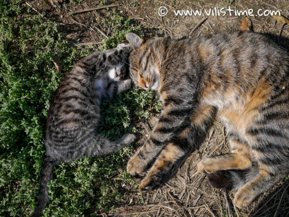 Тигъра и Веско спят на поляната